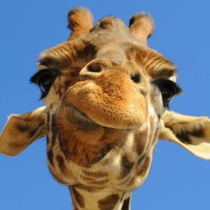 Meet your Posher, Lexi